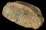 Composite Hadrosaur Toe - Hell Creek Formation, South Dakota #129378-4